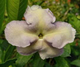 Isola Brunfelsia, Purple Lady of the Night, Lady of Hispaniola, Brunfelsia 'Isola' (B. grandiflora x B. americana)
